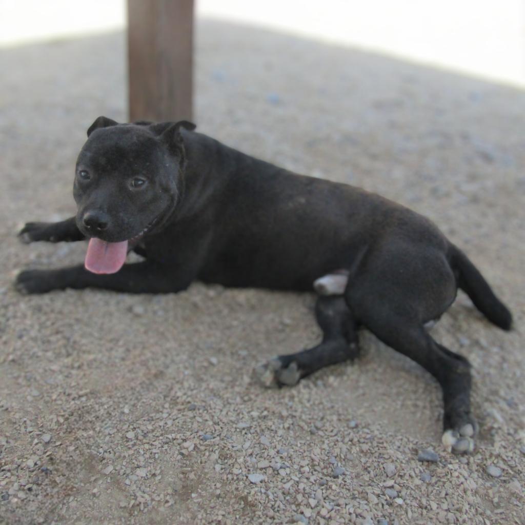 Carlos - PAWS, an adoptable Mixed Breed in Las Cruces, NM, 88001 | Photo Image 3