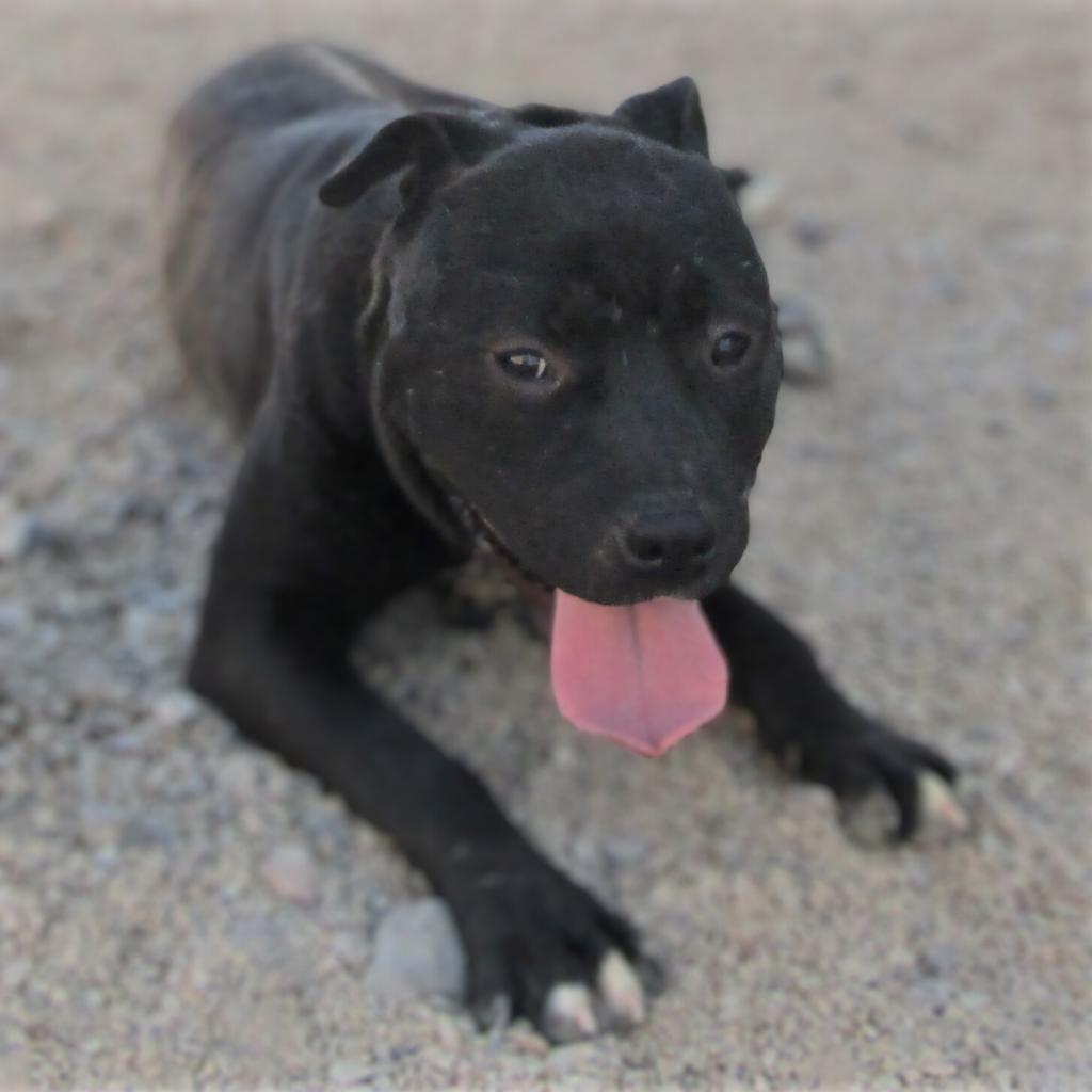 Carlos - PAWS