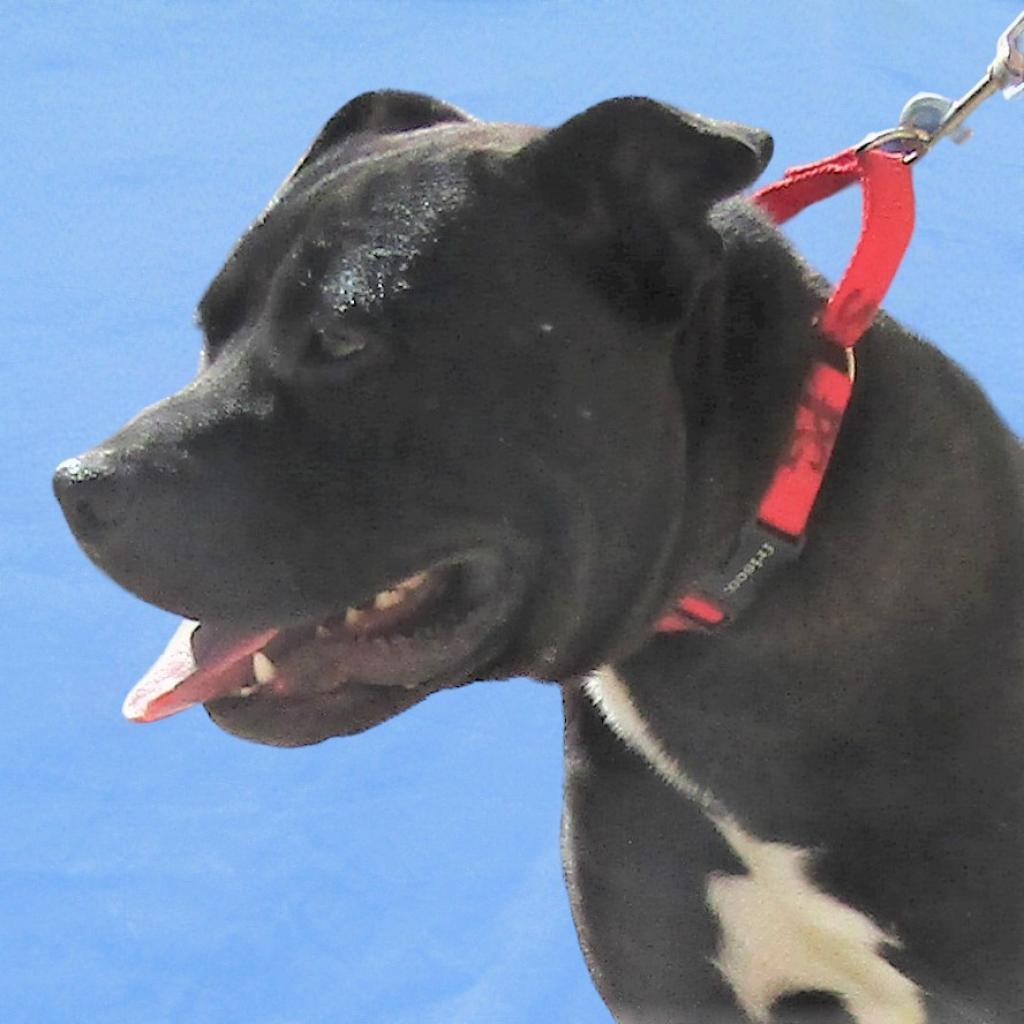 Carlos - PAWS, an adoptable Mixed Breed in Las Cruces, NM, 88001 | Photo Image 5