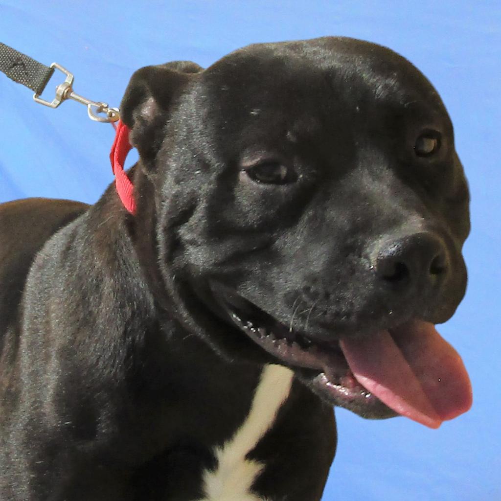 Carlos - PAWS, an adoptable Mixed Breed in Las Cruces, NM, 88001 | Photo Image 6