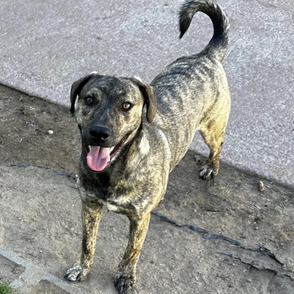 Fiona - PAWS, an adoptable Plott Hound in Las Cruces, NM, 88001 | Photo Image 1