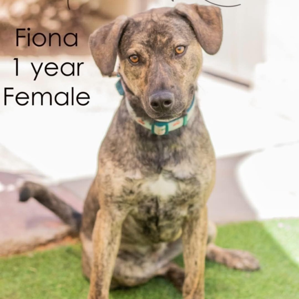 Fiona - PAWS, an adoptable Plott Hound in Las Cruces, NM, 88001 | Photo Image 1