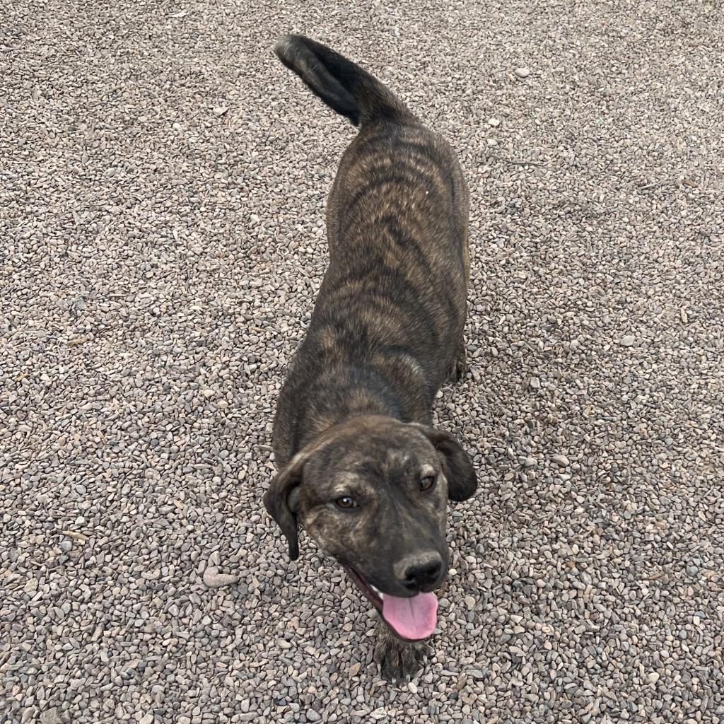 Fiona - PAWS, an adoptable Plott Hound in Las Cruces, NM, 88001 | Photo Image 2