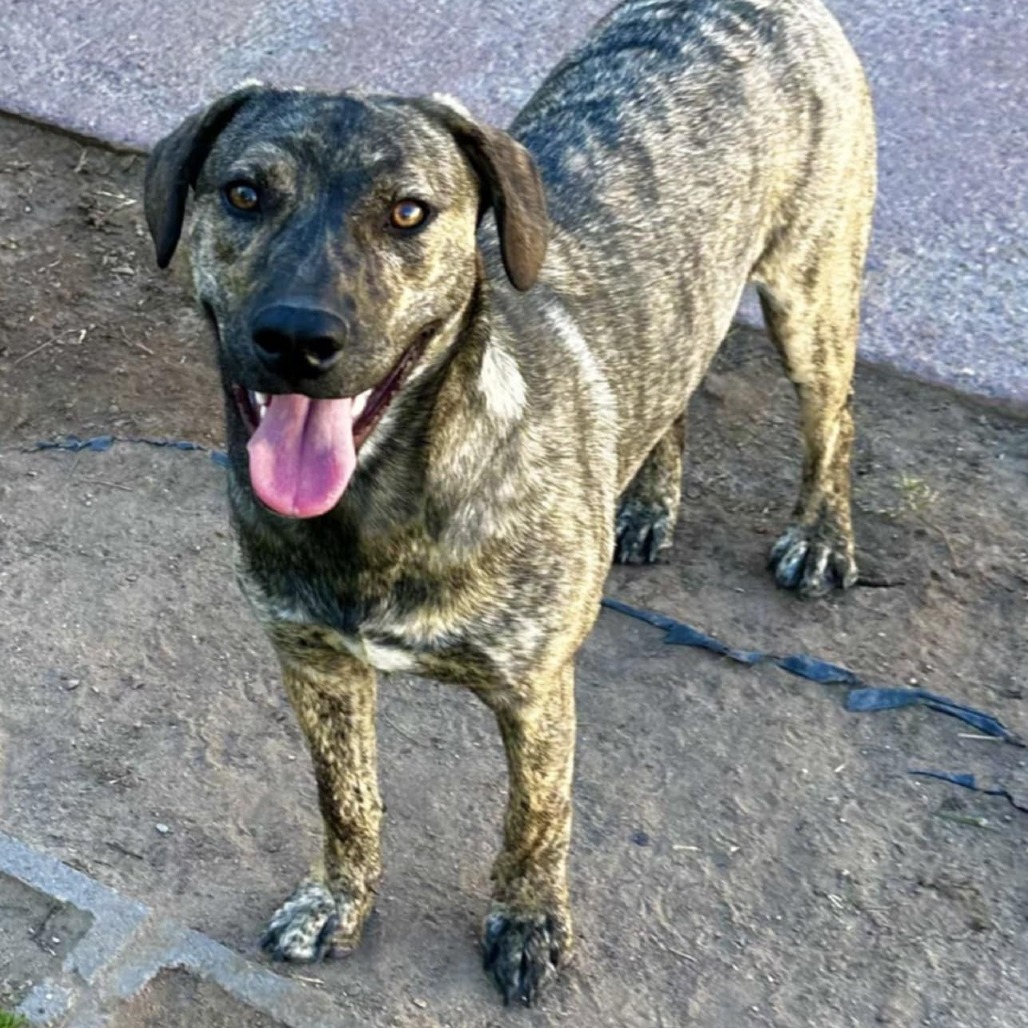 Fiona - PAWS, an adoptable Plott Hound in Las Cruces, NM, 88001 | Photo Image 3