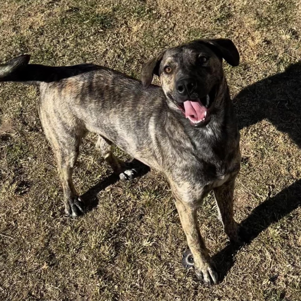 Fiona - PAWS, an adoptable Plott Hound in Las Cruces, NM, 88001 | Photo Image 4
