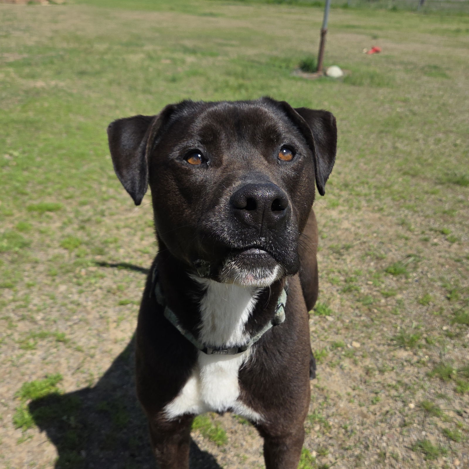 Django, an adoptable Pit Bull Terrier, Labrador Retriever in Yreka, CA, 96097 | Photo Image 1