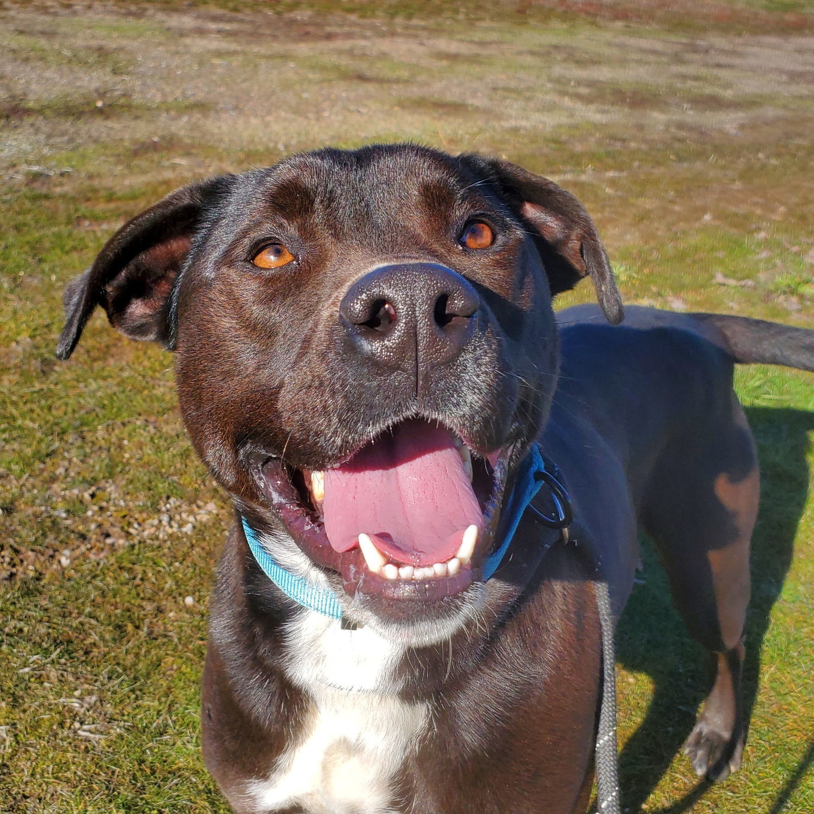 Django, an adoptable Pit Bull Terrier, Labrador Retriever in Yreka, CA, 96097 | Photo Image 2
