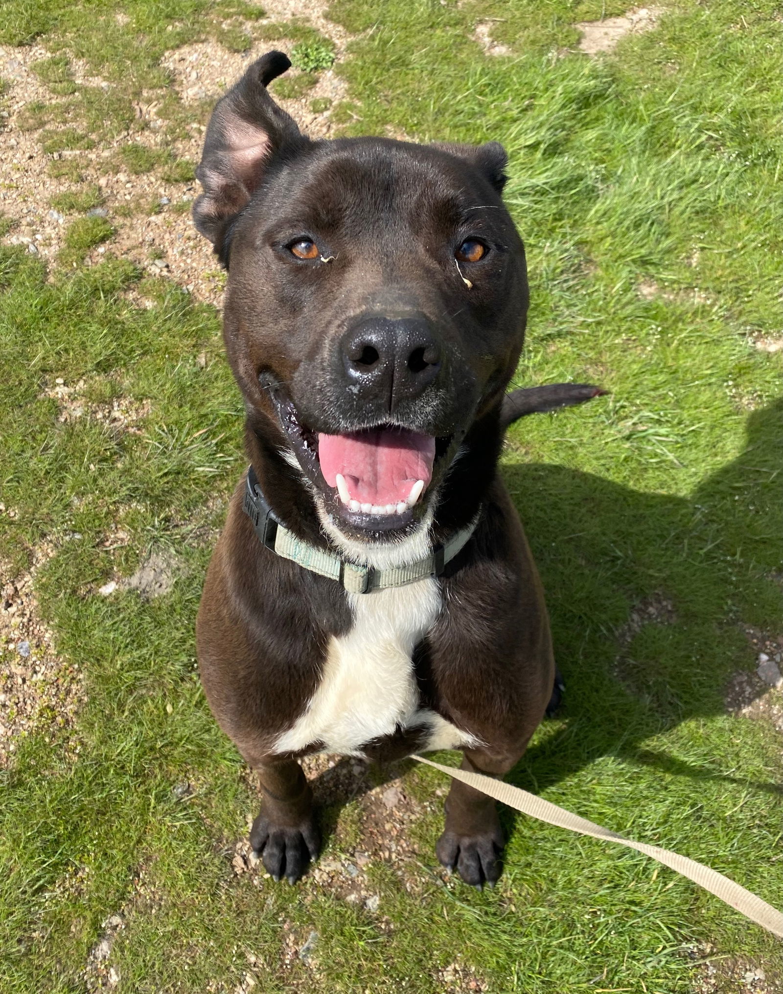 Django, an adoptable Pit Bull Terrier, Labrador Retriever in Yreka, CA, 96097 | Photo Image 3