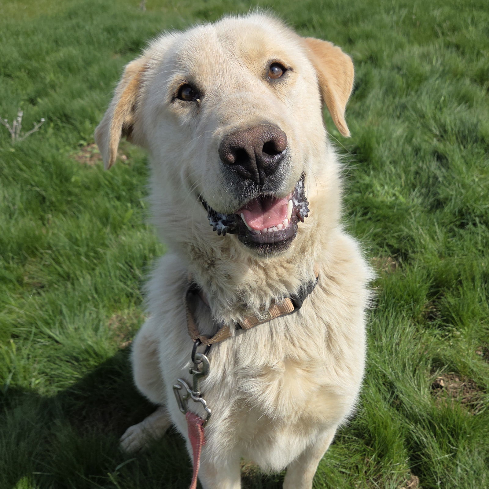 Frank, an adoptable Labrador Retriever, Great Pyrenees in Yreka, CA, 96097 | Photo Image 1