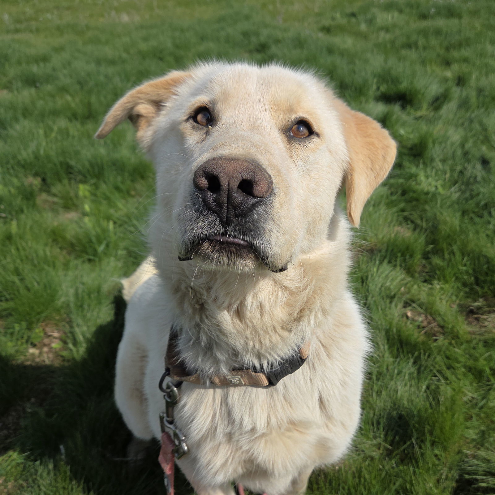 Frank, an adoptable Labrador Retriever, Great Pyrenees in Yreka, CA, 96097 | Photo Image 2