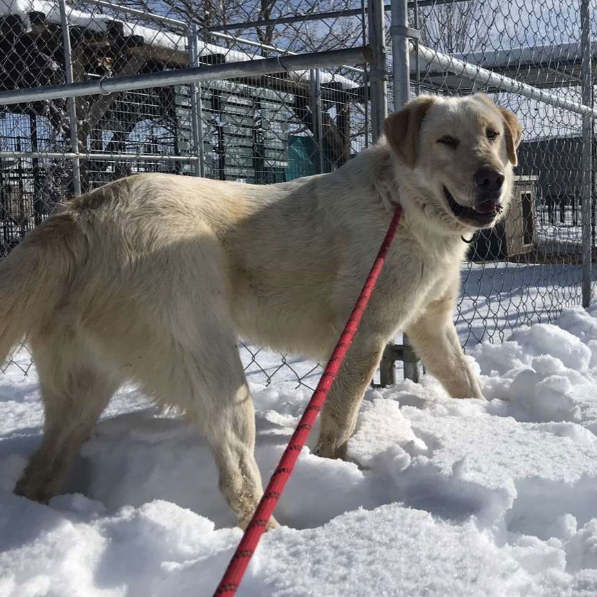 Frank, an adoptable Labrador Retriever, Great Pyrenees in Yreka, CA, 96097 | Photo Image 3