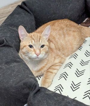 Pizzazz, Young Female Tabby