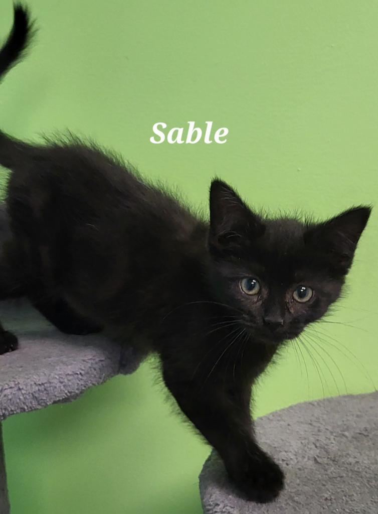 Sable