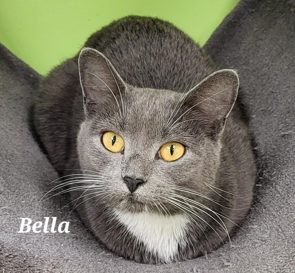 Bella