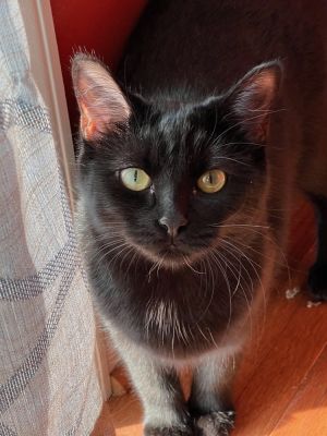 Wrigley Field, Baby Female Domestic Short Hair