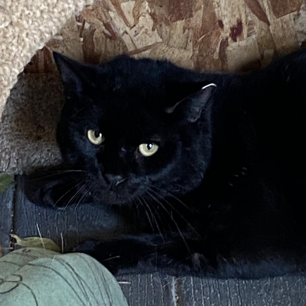 Hangery Snicker - Working Cat Program