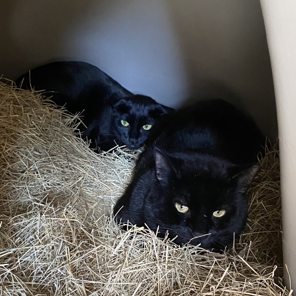 Hangery Snicker - Working Cat Program