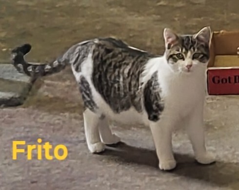 Frito