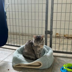 Momo, Young Female Domestic Medium Hair