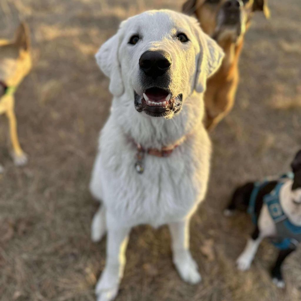 Max, an adoptable Great Pyrenees, Labrador Retriever in Calgary, AB, T3C 1W4 | Photo Image 1
