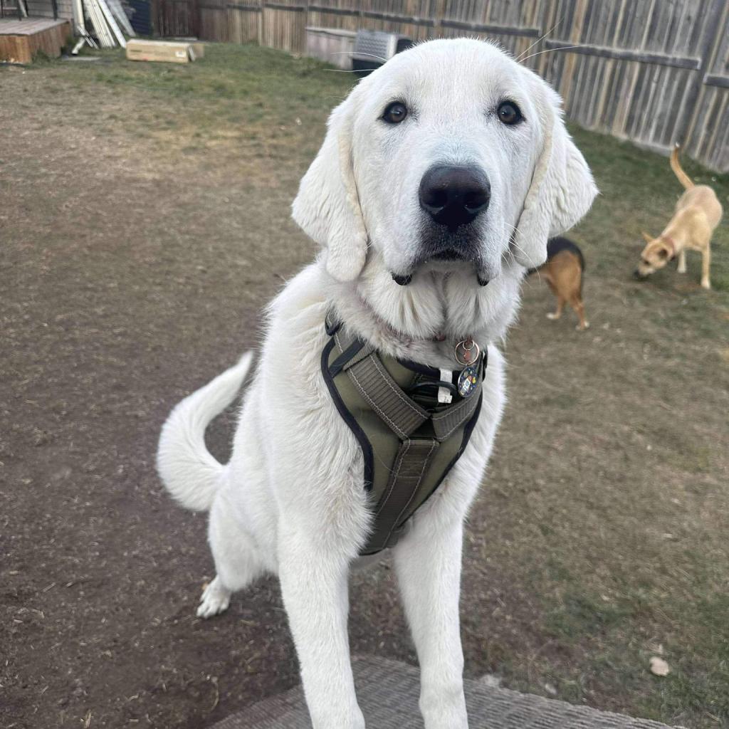 Max, an adoptable Great Pyrenees, Labrador Retriever in Calgary, AB, T3C 1W4 | Photo Image 2