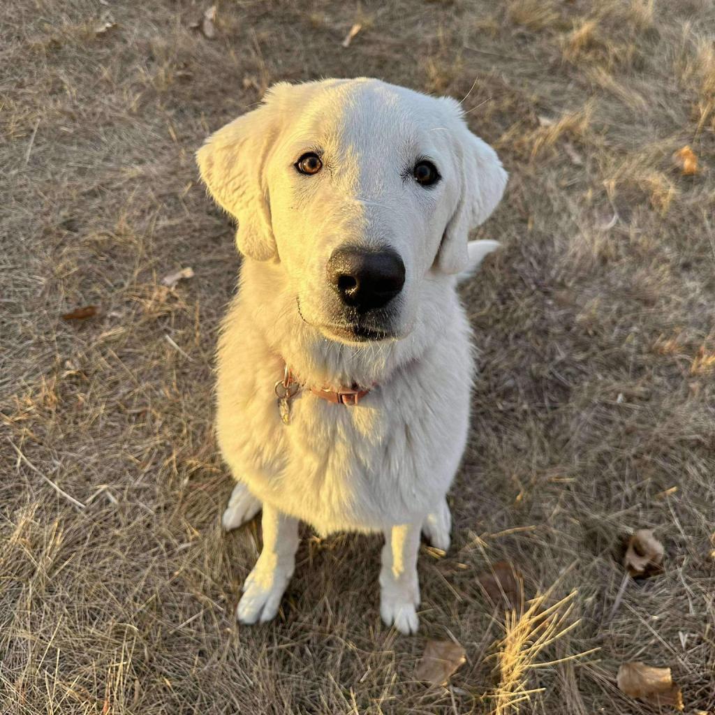 Max, an adoptable Great Pyrenees, Labrador Retriever in Calgary, AB, T3C 1W4 | Photo Image 3