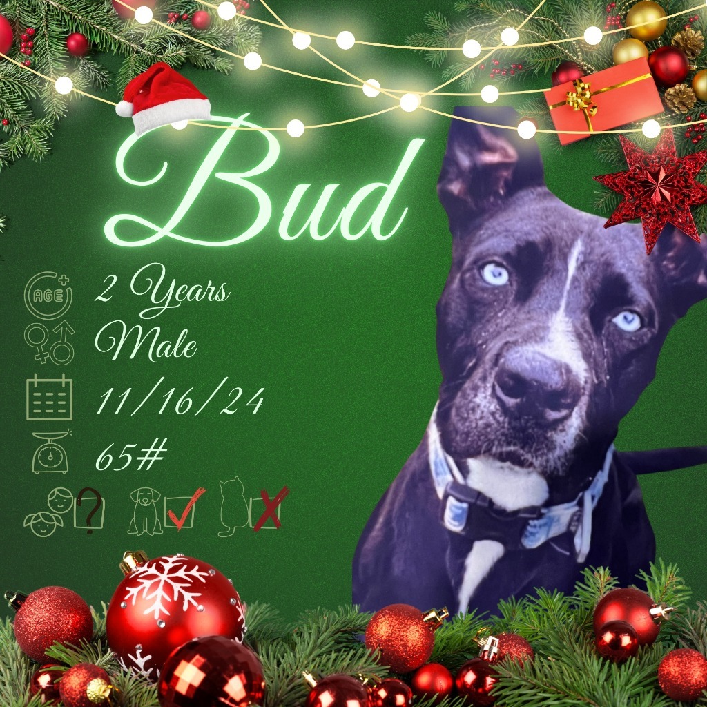 Bud