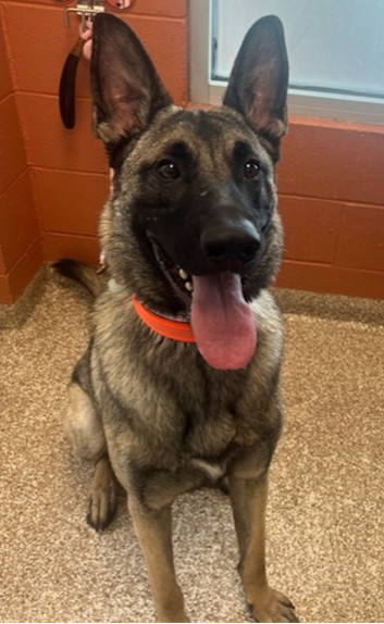 Maverick - Located in WY, an adoptable Belgian Shepherd / Malinois in Rawlins, WY, 82301 | Photo Image 1
