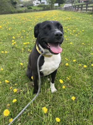 Molly, Young Female Labrador Retriever