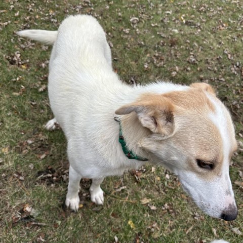 Lucina, an adoptable Mixed Breed in Duluth, MN, 55804 | Photo Image 2