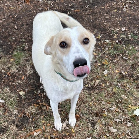 Lucina, an adoptable Mixed Breed in Duluth, MN, 55804 | Photo Image 3