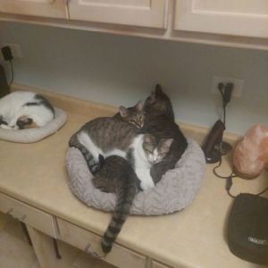 Chase, Baby Female Domestic Short Hair