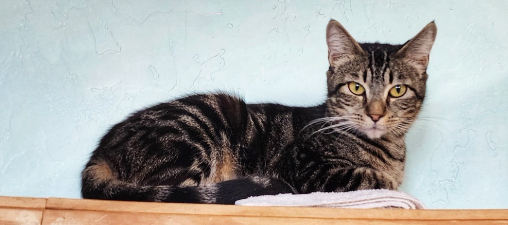 Laney Wilson, an adoptable Domestic Short Hair in Gold Beach, OR, 97444 | Photo Image 1