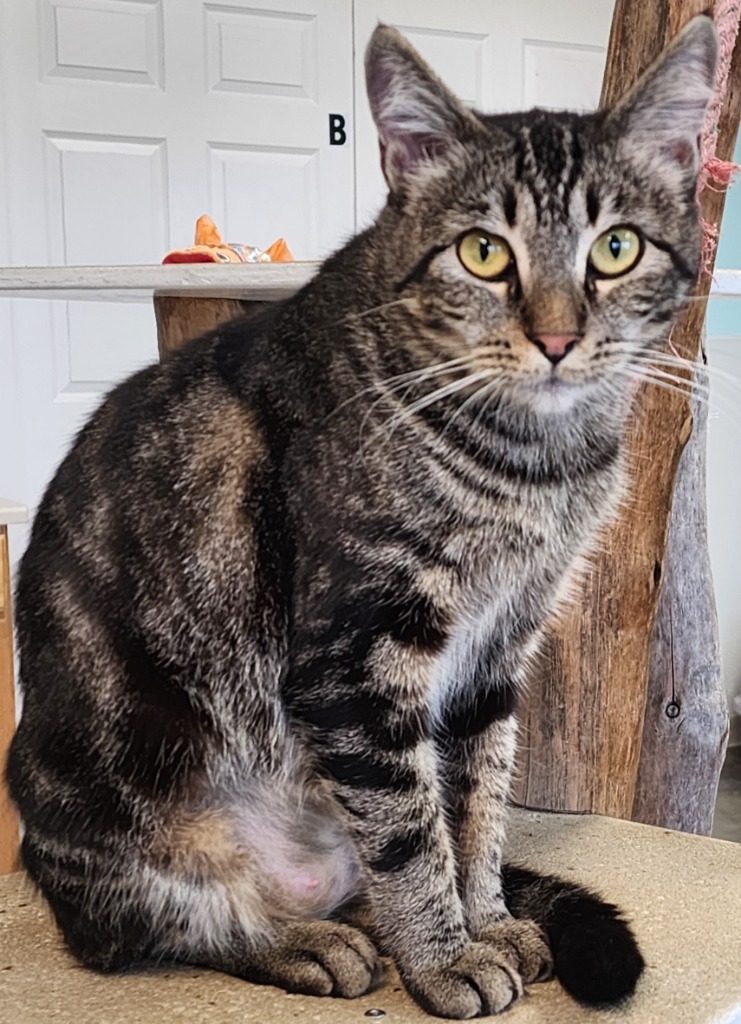 Laney Wilson, an adoptable Domestic Short Hair in Gold Beach, OR, 97444 | Photo Image 3