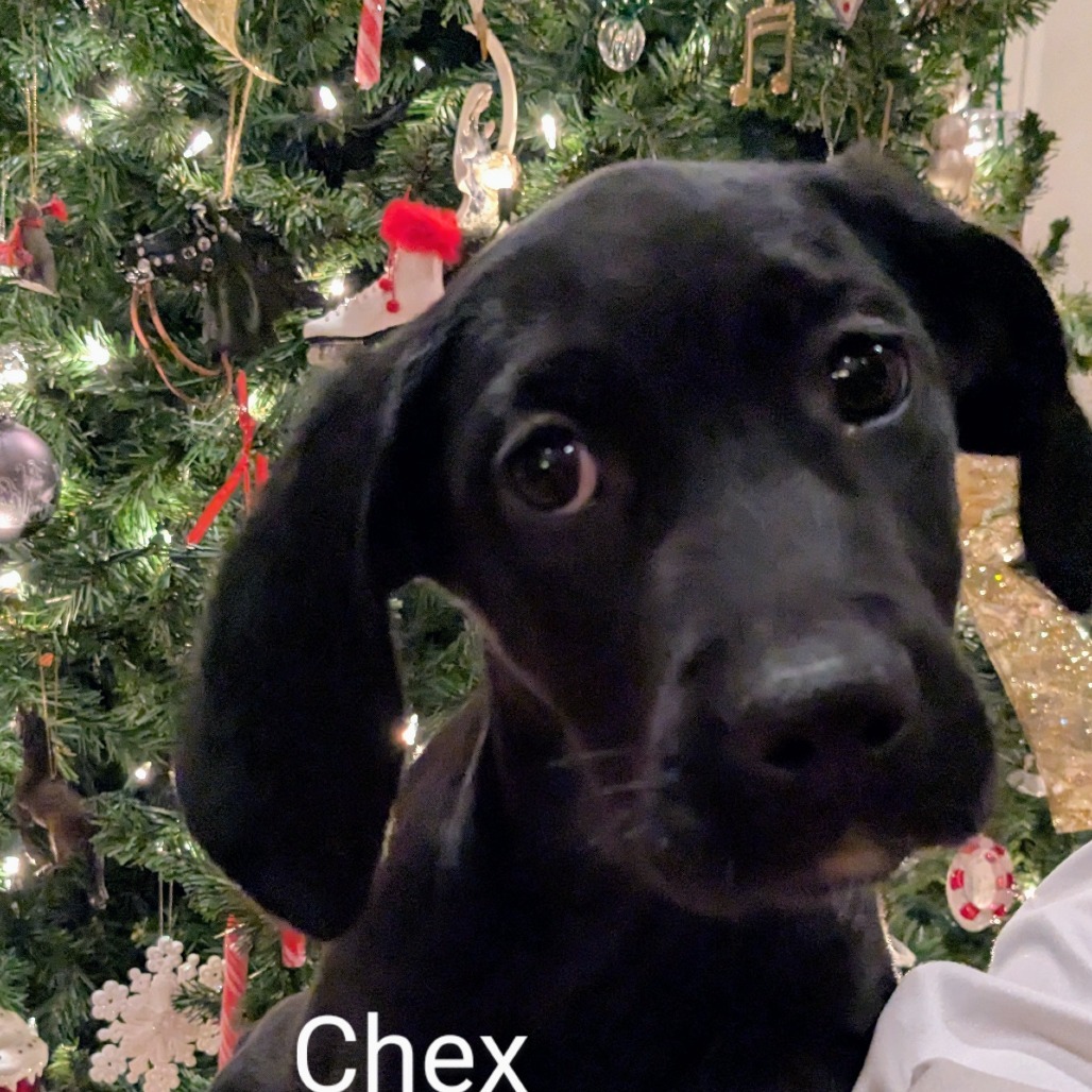 Chex