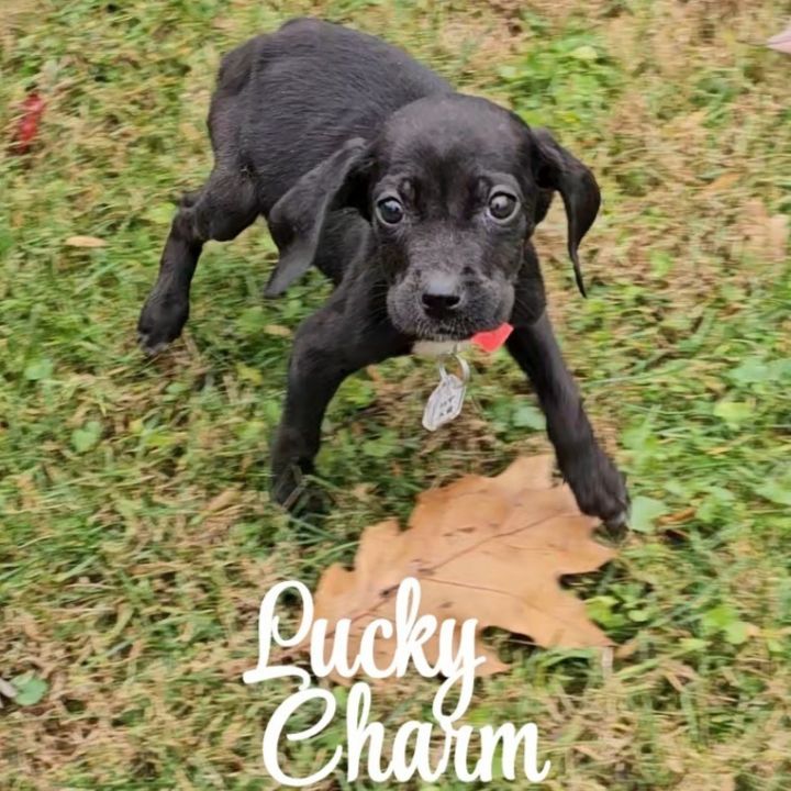 Lucky Charm 4