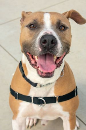 Moe, Adult Male Pit Bull Terrier