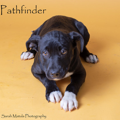 Pathfinder, an adoptable Mixed Breed in Ruidoso, NM, 88345 | Photo Image 1