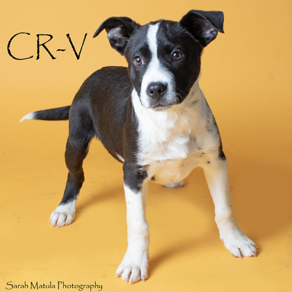 CR-V, an adoptable Mixed Breed in Ruidoso, NM, 88345 | Photo Image 1