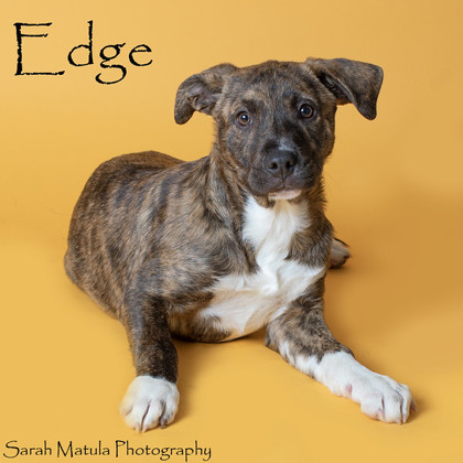 Edge, an adoptable Mixed Breed in Ruidoso, NM, 88345 | Photo Image 1