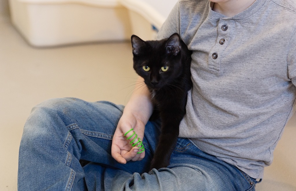 Trixie, an adoptable Domestic Short Hair in Redwood Falls, MN, 56283 | Photo Image 1