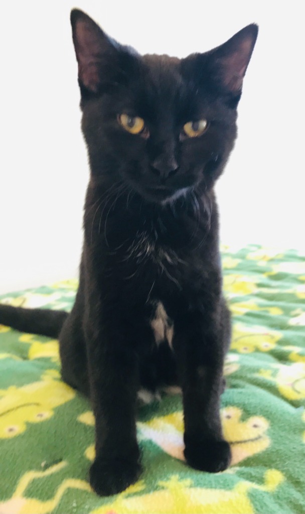 Trixie, an adoptable Domestic Short Hair in Redwood Falls, MN, 56283 | Photo Image 2