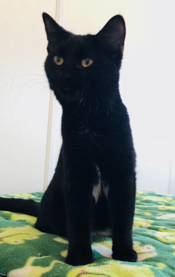 Trixie, an adoptable Domestic Short Hair in Redwood Falls, MN, 56283 | Photo Image 3