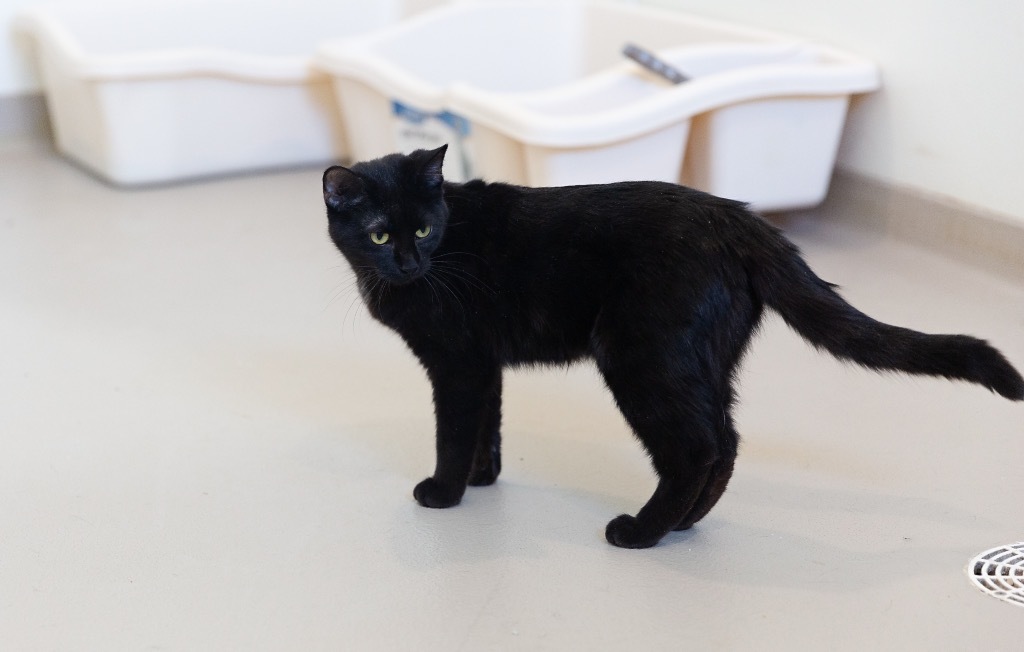Trixie, an adoptable Domestic Short Hair in Redwood Falls, MN, 56283 | Photo Image 4