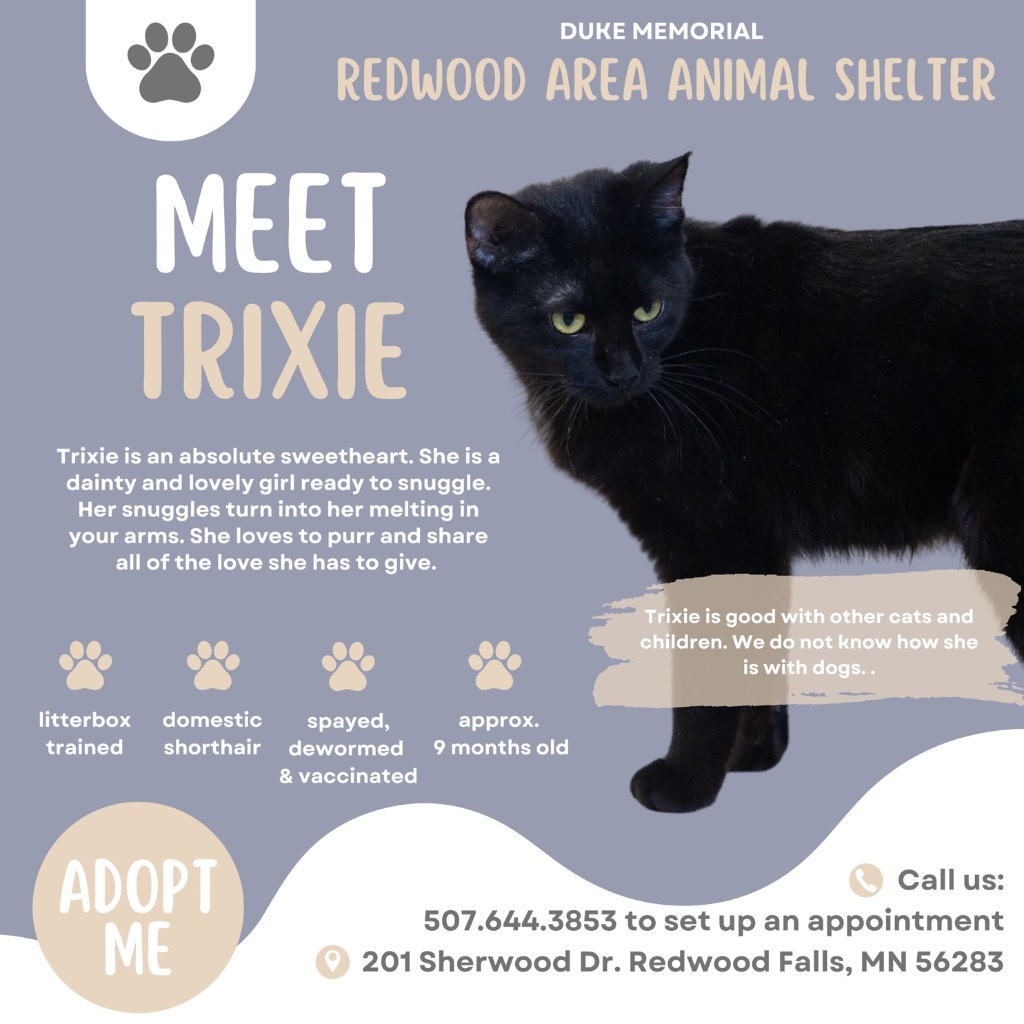 Trixie, an adoptable Domestic Short Hair in Redwood Falls, MN, 56283 | Photo Image 5