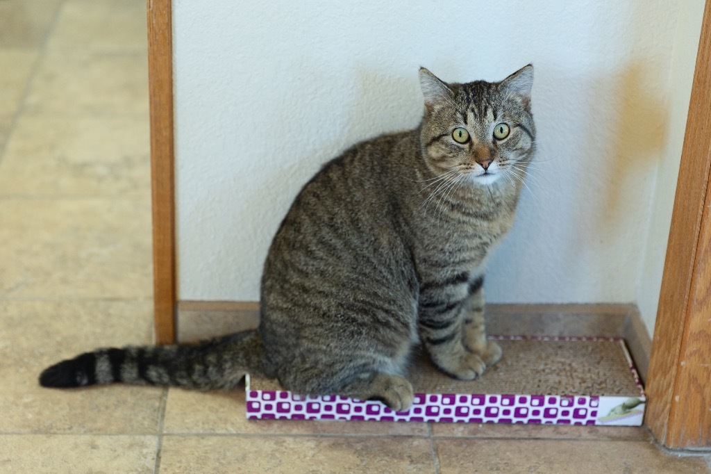Turkey, an adoptable Domestic Short Hair in Redwood Falls, MN, 56283 | Photo Image 1
