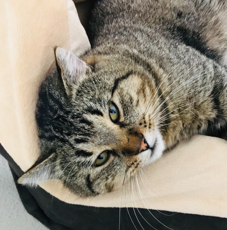 Turkey, an adoptable Domestic Short Hair in Redwood Falls, MN, 56283 | Photo Image 2