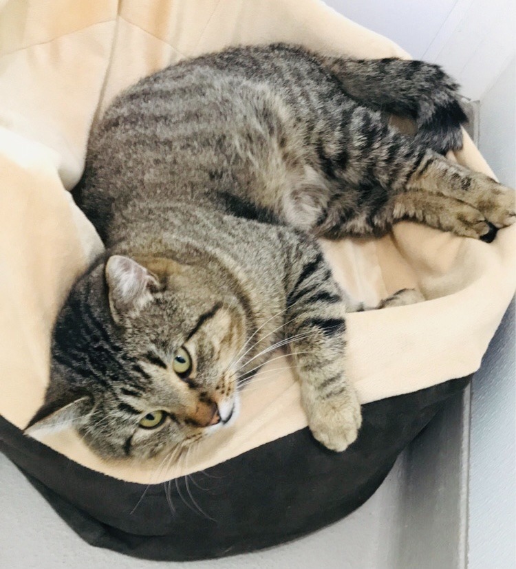 Turkey, an adoptable Domestic Short Hair in Redwood Falls, MN, 56283 | Photo Image 3