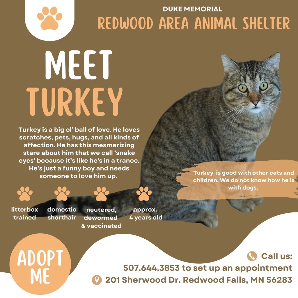 Turkey, an adoptable Domestic Short Hair in Redwood Falls, MN, 56283 | Photo Image 4