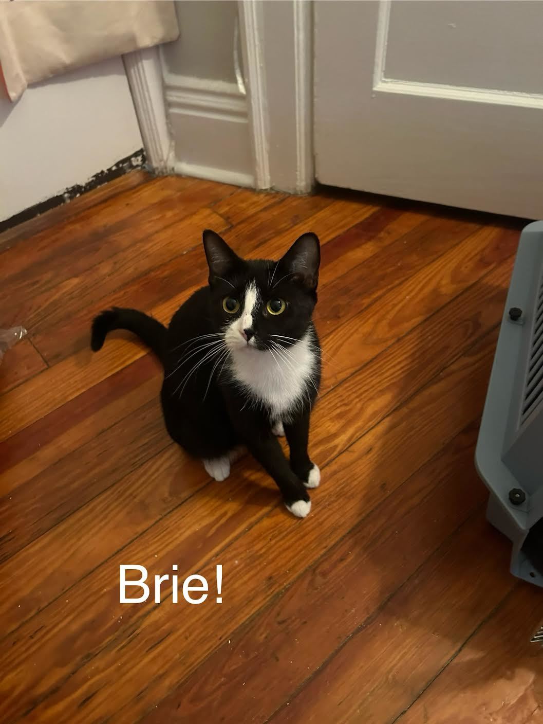 Brie